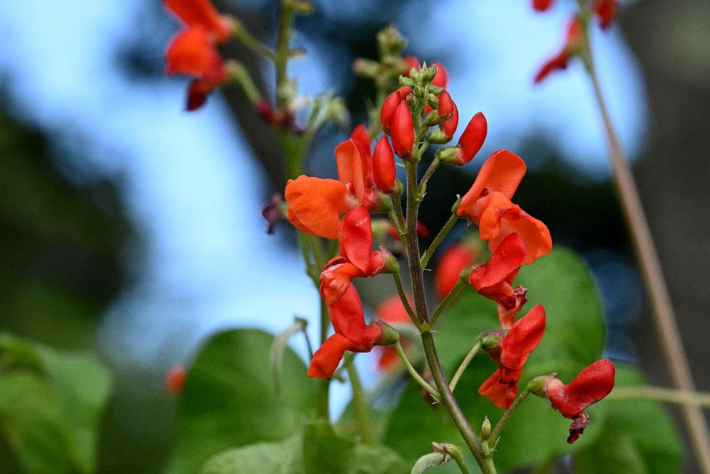 2025-08270218 Tower Hill Botanic Garden, MA.JPG - Scarlet Runner Bean. New England Botanic Garden at Tower Hill, MA, 8-27-2025